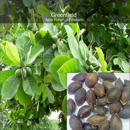 Badam fruit seeds ( prunus dulcis )